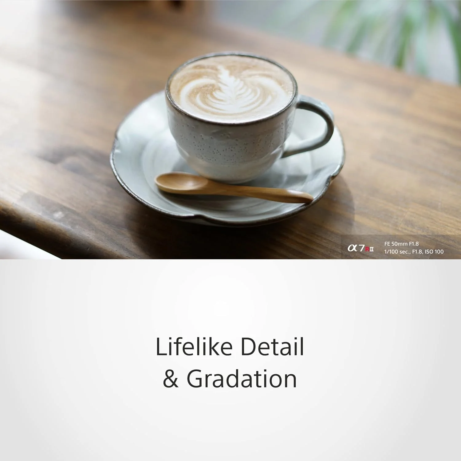Sony E Mount FE 50mm F1.8 Full-Frame Lens (SEL50F18F) | Standard Prime | for Soft Bokeh - Image 3